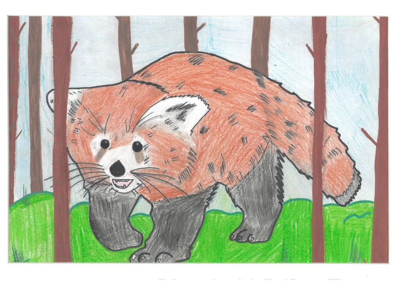 Woodland Wanderer
