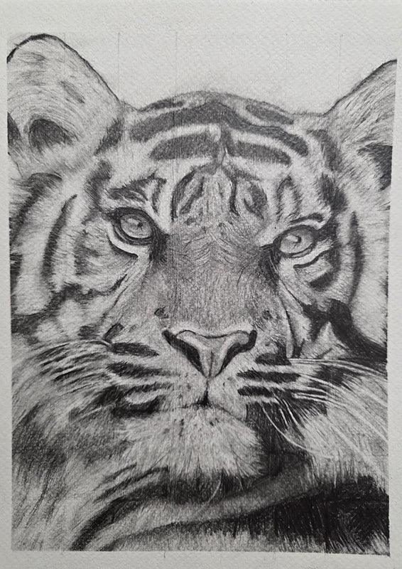 The Tiger's Gaze